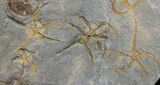 Wide Ordovician Brittle Star (Ophiura) Multiple Plate - Morocco #154175-1